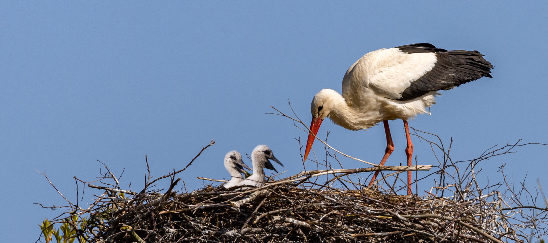 Vom Stadtpark bis zum Kreißsaal: Warum der Lahrer Storch mehr als nur ein Märchen ist